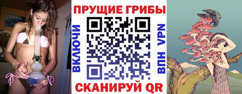 Псилоцибиновые грибы Psilocybe  где можно купить   Олонец 